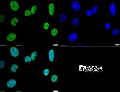 Immunocytochemistry/ Immunofluorescence: Histone H3 [Trimethyl Lys4] Antibody - BSA Free [NB21-1023]